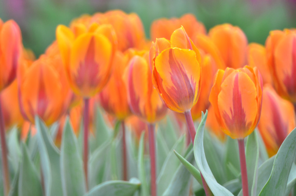 Kolorowe pole tulipan z hk kwiat show  - Zdjęcie, obraz