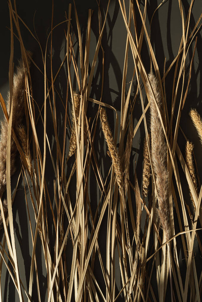 Beautiful dried grass stems with blurred sunlight shadows. Aesthetic minimal floral composition - Photo, image