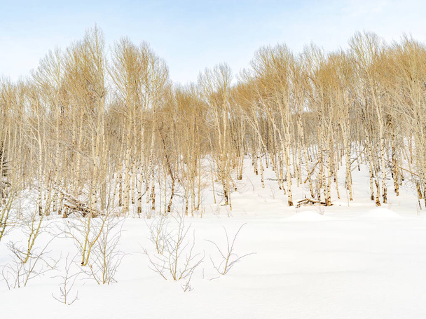 アイダホの荒野のアスペンの冬の森 - 写真・画像