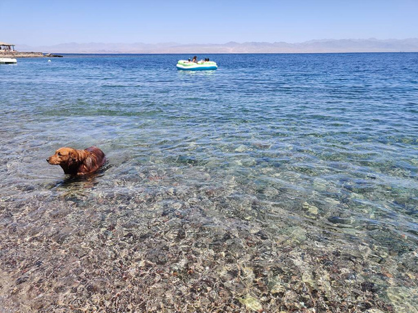Cute Lovely Starry dog playing and swimming on the seashore in Ras Shitan, Dahab, Sinai, Egypt - Fotoğraf, Görsel
