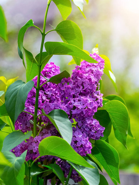 Бузок цвіте. Фіолетові бузкові квіти на кущі на сонячному світлі
 - Фото, зображення