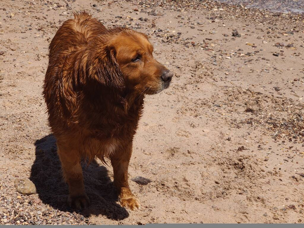 Stray Dog Hanging around on the Beach - Photo, Image