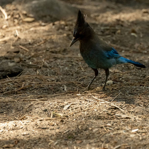 Stellers Jay Lands Among Pine Needles On Forest Floor in Kings Canyon National Park - Foto, immagini