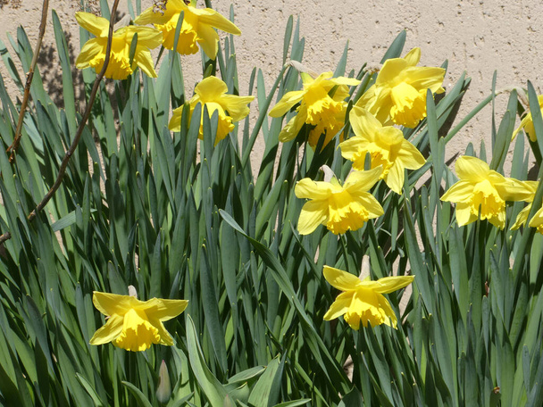 Blooming yellow daffodils on the flower bed - Fotografie, Obrázek