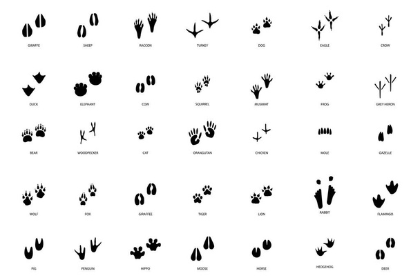 different footprint traces. footprint step traces animals. Vector illustration. EPS 10. - Vettoriali, immagini