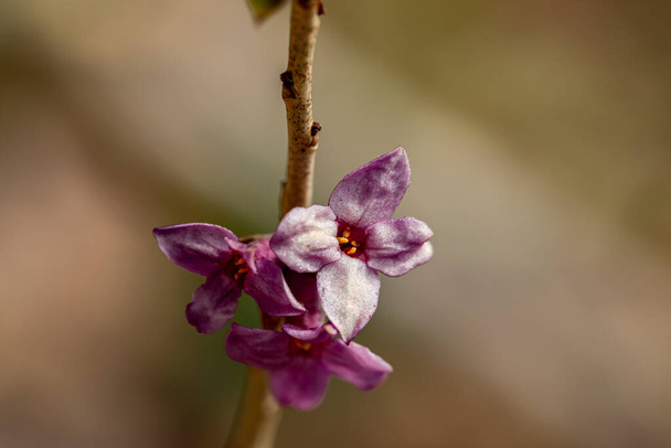 Daphne mezereum virág nő az erdőben - Fotó, kép