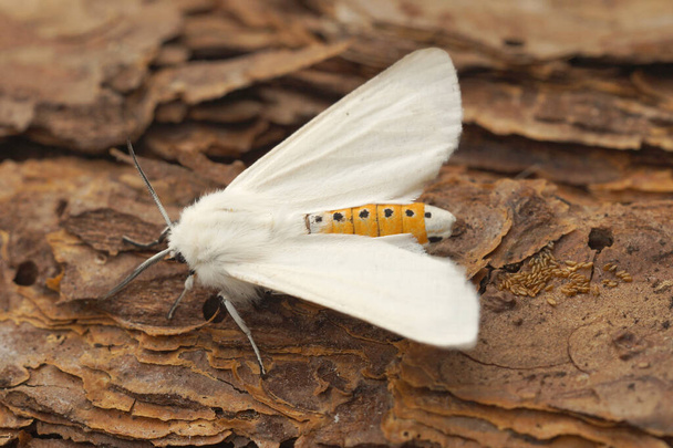 Detailed closeup on the white Water ermine tussock moth, Spilosoma urticae, sitting on wood - Photo, Image
