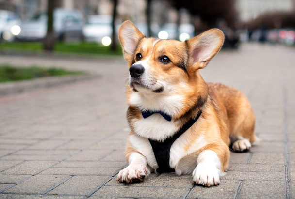 A pembroke corgi dog lies on a cobblestone. A beautiful red dog looks up. Corgi attentive with big ears on the background of blurred trees and alley. The photo is blurred. High quality photo - Foto, Imagen