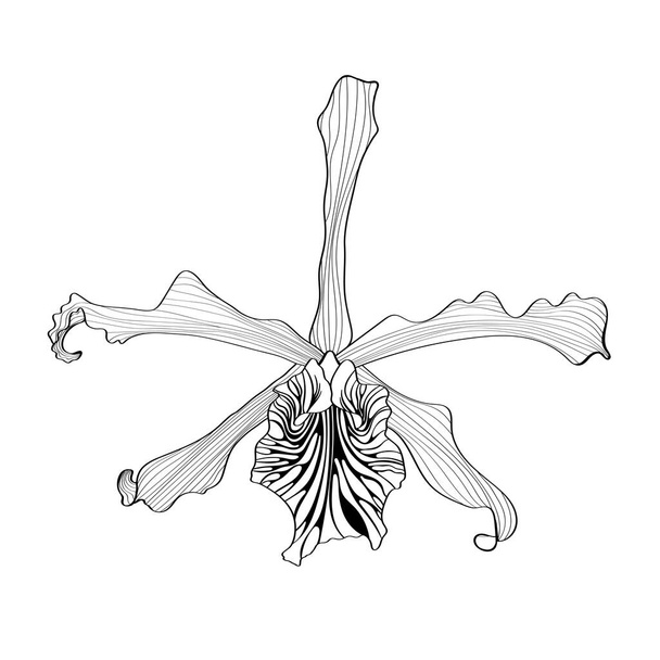 Schwarze Linie Orchidee Blume für Zusammensetzung isoliert auf weißem Hintergrund. - Vektor, Bild