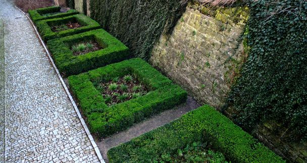 cut squares of flowerbed edging in a historic garden made of boxwood hedges. courtyard of castle along cobblestone path row of squares frozen ice, snowing  evergreen topiary, ivy, creeper, above, top - Photo, Image