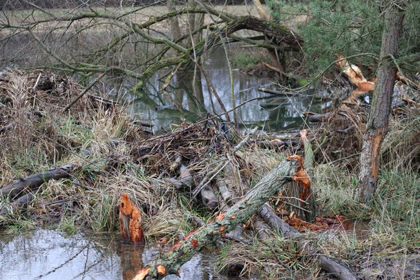wildly tangled Landscape at the Creek - Foto, Imagen