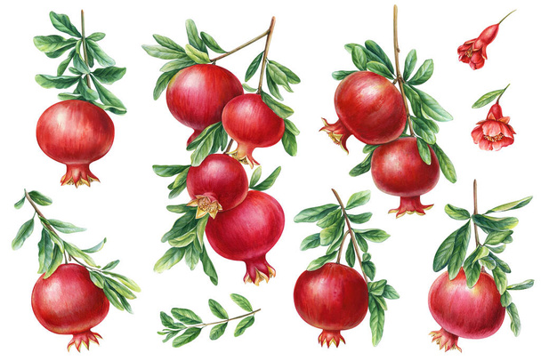 Granátové jablko ovoce a listy, flóra na pohlednice, plakáty, textil. ručně kreslené akvarel botanické malby. Vysoce kvalitní ilustrace - Fotografie, Obrázek