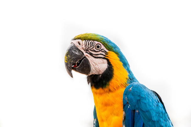 fehér háttér papagáj - Fotó, kép