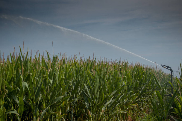 Водопостачання кукурудзяного поля мобільна концепція
 - Фото, зображення