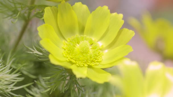 Beautiful yellow spring flowers with water drops at sunny spring day, close up, light breeze, shallow depth of the field. Adonis vernalis, pheasant's eye, spring pheasant's eye, yellow pheasant's eye - Metraje, vídeo