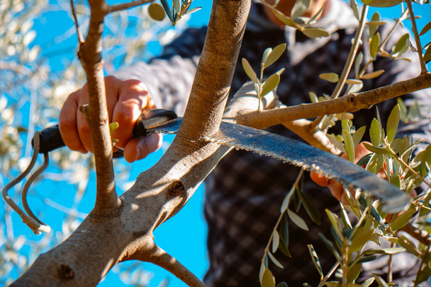 Мужчина срезал ветку оливкового дерева с помощью обрезки пилы на плантации в Испании - Фото, изображение