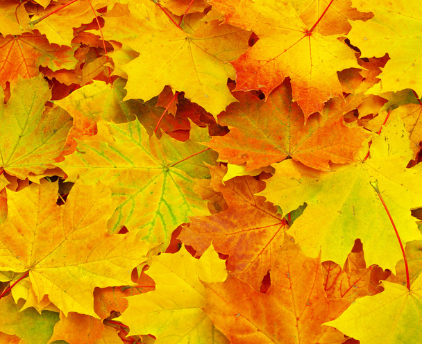 Klonowe liście tła - Zdjęcie, obraz