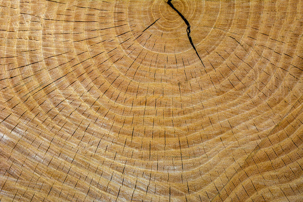 Tree rings texture background .Wooden cut texture .The texture of the end of the tree. Saw cut wood close up. Rough-wood on floors. - Zdjęcie, obraz