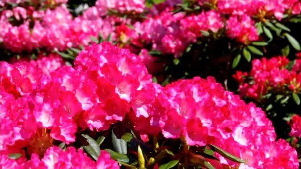 Rhododendron - Filmmaterial, Video