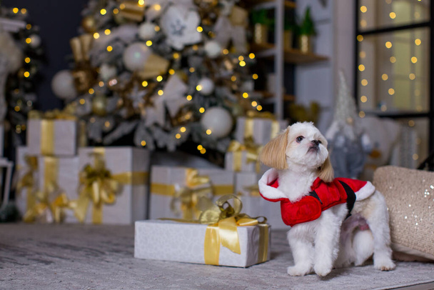 A small cute Shih Tzu dog in a New Year's outfit stands against the background of a Christmas tree with gifts and a fireplace - Foto, imagen