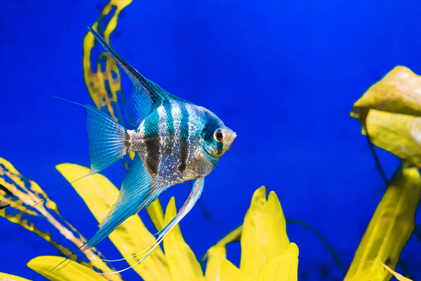 striped aquarium fish angelfish on a blue background with yellow-green algae close-up - Photo, Image