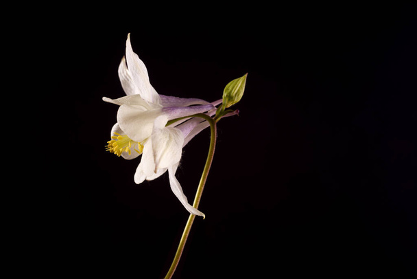 Beautiful White Aquilegia glandulosa flowers against a dark background. Floral wallpaper with aquilegia. - Foto, imagen