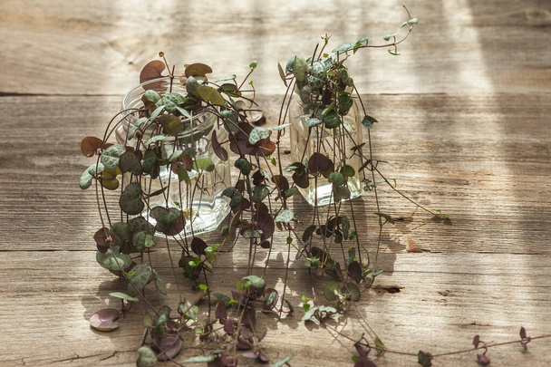 Ceropegia Woodii houseplant Propagation in water. String of Hearts plant stem cuttings in glass jar on the wooden table propagating and growing new roots under sunlight - Photo, Image