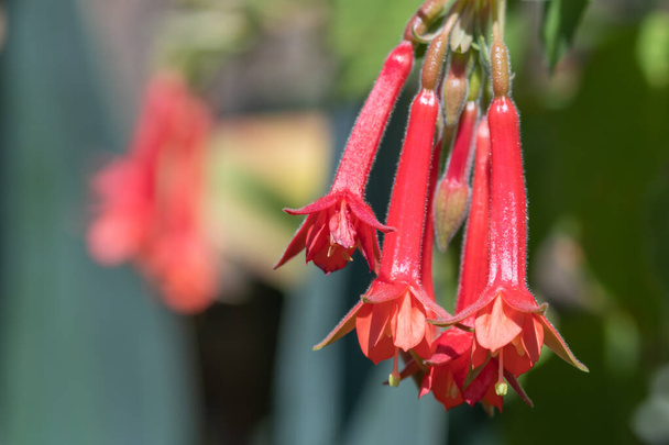 Close up of red fuchsias in bloom in the garden - Photo, image