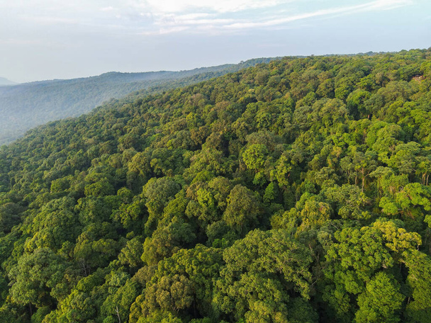 アジアの空中樹林、熱帯雨林生態系、健康的な環境の概念と背景、上から見た緑の森の景色の質感 - 写真・画像