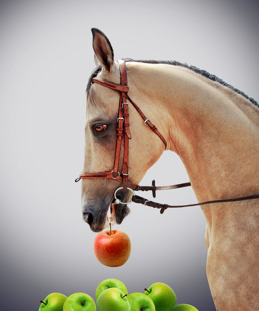 Ló eszik piros Alma - Fotó, kép