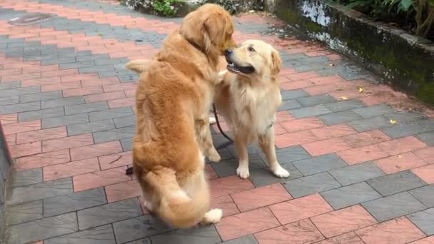 two golden retriever dogs with leashes wagging their tail and playing around with each other curiously - Filmati, video
