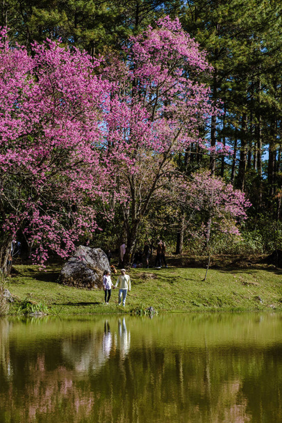 Ανθός κερασιάς στη Βόρεια Ταϊλάνδη, το άγριο κεράσι Ιμαλαΐων Sakura Thai σε πλήρη άνθιση στο Thai Orchid Βρεφοκομείο στην επαρχία Chiang Mai, φανταστικά μέρη για να δείτε άνθη κερασιάς στην Ταϊλάνδη Doi Inthanon - Φωτογραφία, εικόνα
