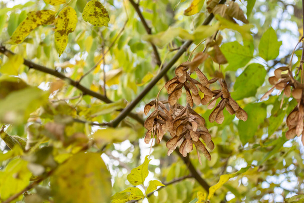 Ένας σωρός από σπόρους σφενδάμου κρέμεται σε ένα δέντρο ανάμεσα σε κίτρινα-πράσινα φύλλα. Επιλεκτική εστίαση. - Φωτογραφία, εικόνα