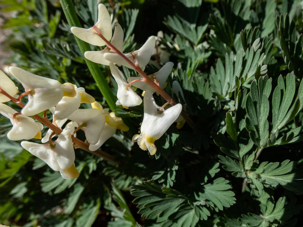 Малі квітки ранньої весняної трав'янистої рослини Крижані щітки голландця (Dicentra cucullaria) при яскравому сонячному світлі ранньою весною. - Фото, зображення