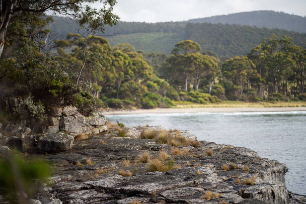 native coastal plants in tasmania australia in summer - Photo, Image