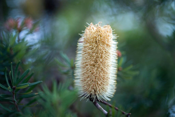 native coastal plants in tasmania australia in summer - Foto, Imagen