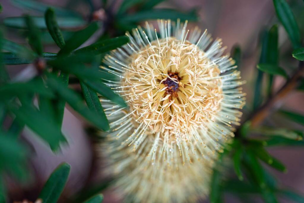 native coastal plants in tasmania australia in summer - Photo, Image