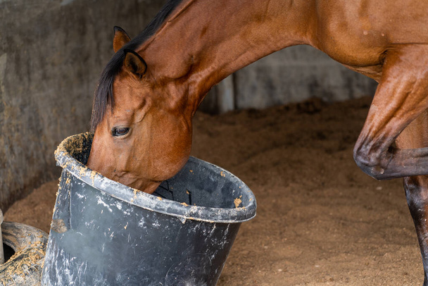 A lone brown horse drinking from a bucket at a stable, taken at in mid day - Foto, Imagen