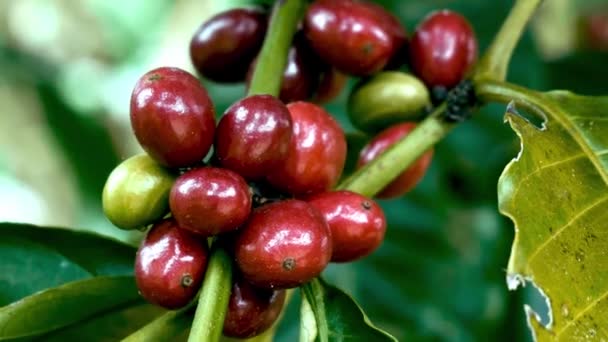 coffee plant with ripe beans. coffee beans ripening on the branch. Fresh red and green coffee berries background. Arabica and robusta coffee - Záběry, video