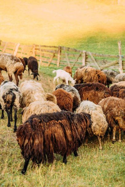 Козлиная и овцеводческая ферма, домашние животные на прогулке - Фото, изображение