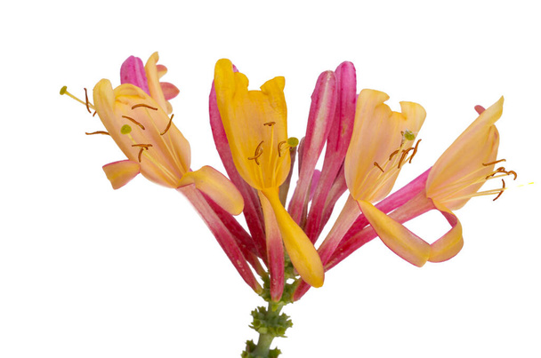 honeysuckle flowers isolated on white background - Photo, Image