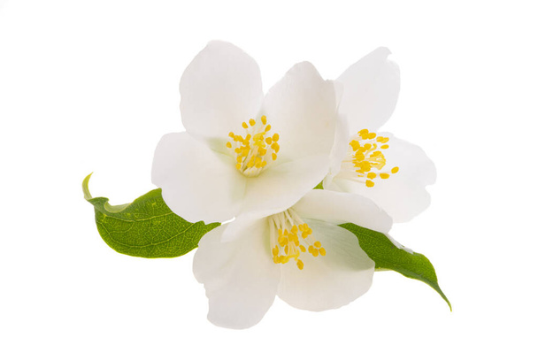 Jázmin virágok elszigetelt fehér háttér - Fotó, kép