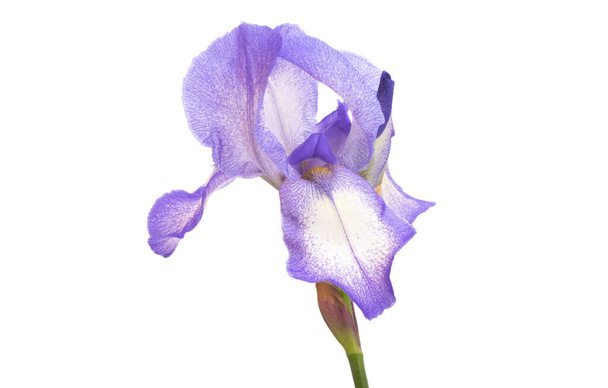 belles fleurs d'iris isolées sur fond blanc - Photo, image