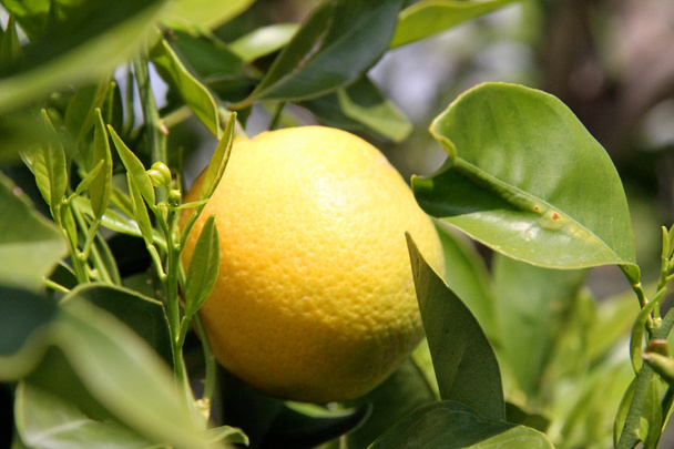 Лимони на лимонному дереві
 - Фото, зображення