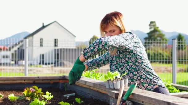 Καυκάσια γυναίκα κηπουρική στον κήπο της με υπερυψωμένα κρεβάτια κήπου. Γυναίκα που καλλιεργεί λαχανικά για δική της κατανάλωση, σπιτικά και βιολογικά. - Πλάνα, βίντεο