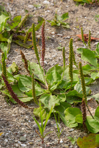 Φαρμακευτικά βότανα για φυτοθεραπεία. Μεγαλύτερη Plantain λατινικό όνομα - Plantago Major, μία από τις πιο άφθονες και ευρέως κατανεμημένες φαρμακευτικές καλλιέργειες στον κόσμο. Καλοκαίρι στην άγρια ζωή φύση. - Φωτογραφία, εικόνα
