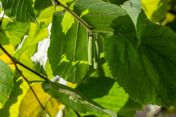 Яскраво-зелене загальне листя ліщини на ніжних гілках красиво підсвічується в лісі
. - Фото, зображення