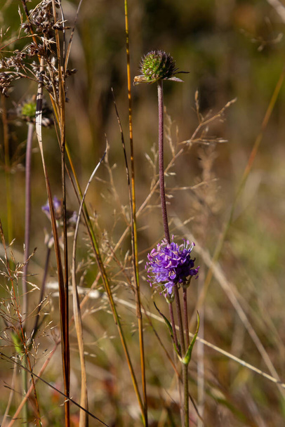 Succisa pratensis, Succisa pratensis, Devil's-Bit Scabious, Dipsacaceae. A wild plant shot in the fall. - Photo, Image