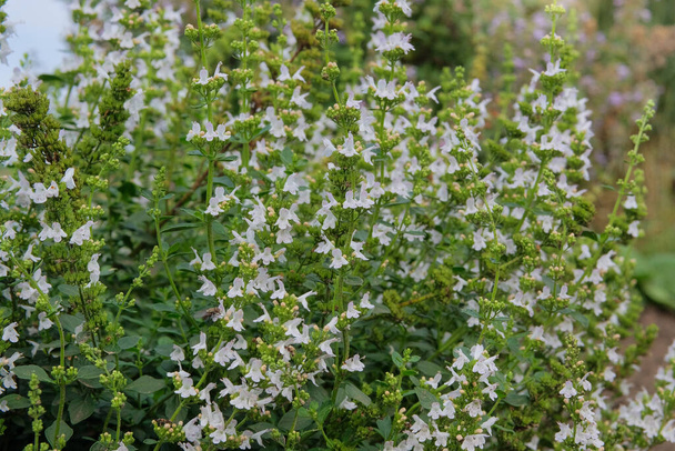 Dracocephalum grown in a rustic farm garden. White flowers in farming and harvesting. Alpine meadows. Medicinal plants. - Foto, imagen