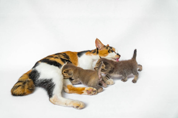 Close Up of a striped domestic cat mother with her dark colored kittens which are only a few weeks old against a white background, they are happily suckling and playing - Valokuva, kuva